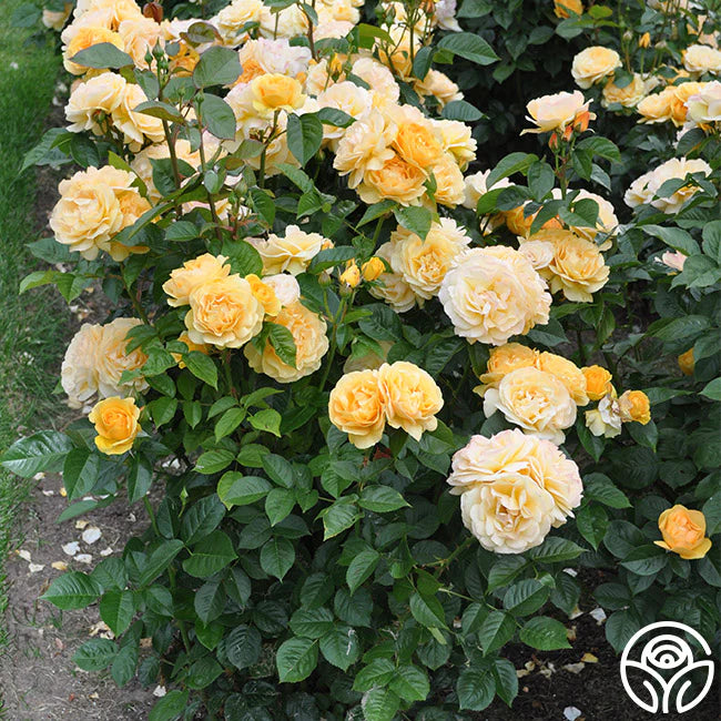 Rose - Kordes - Floribunda - Julia Child