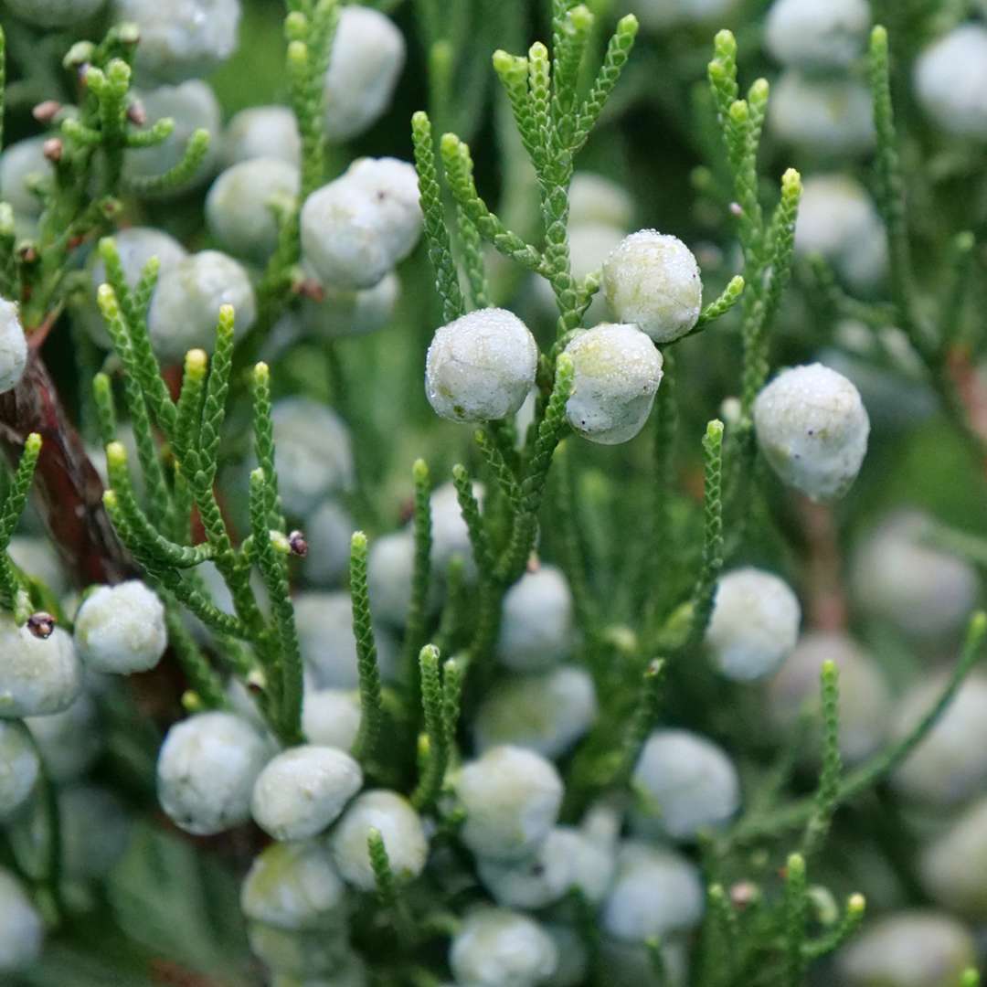 Juniper - GIN FIZZ
