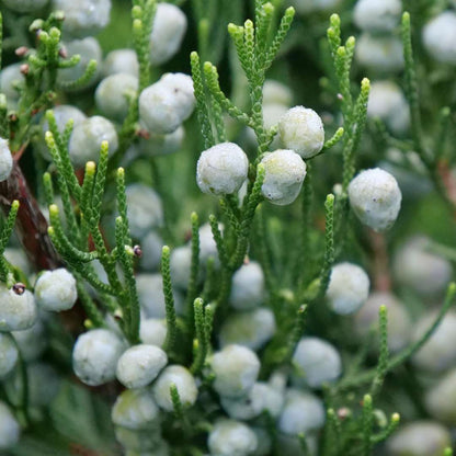 Juniper - GIN FIZZ