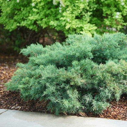 Juniper - MONTANA MOSS
