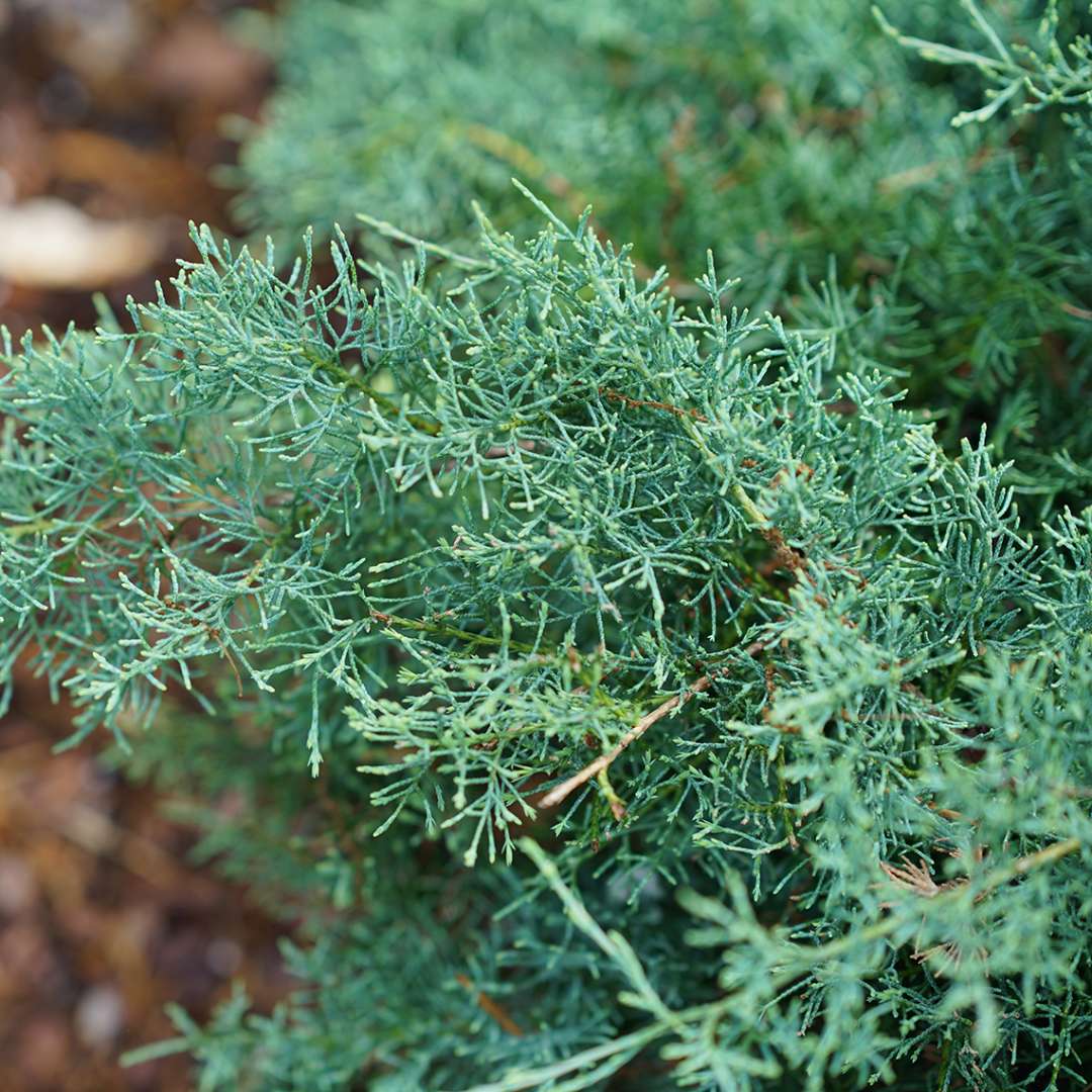 Juniper - MONTANA MOSS