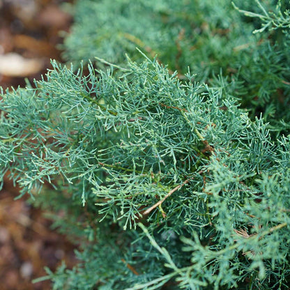 Juniper - MONTANA MOSS