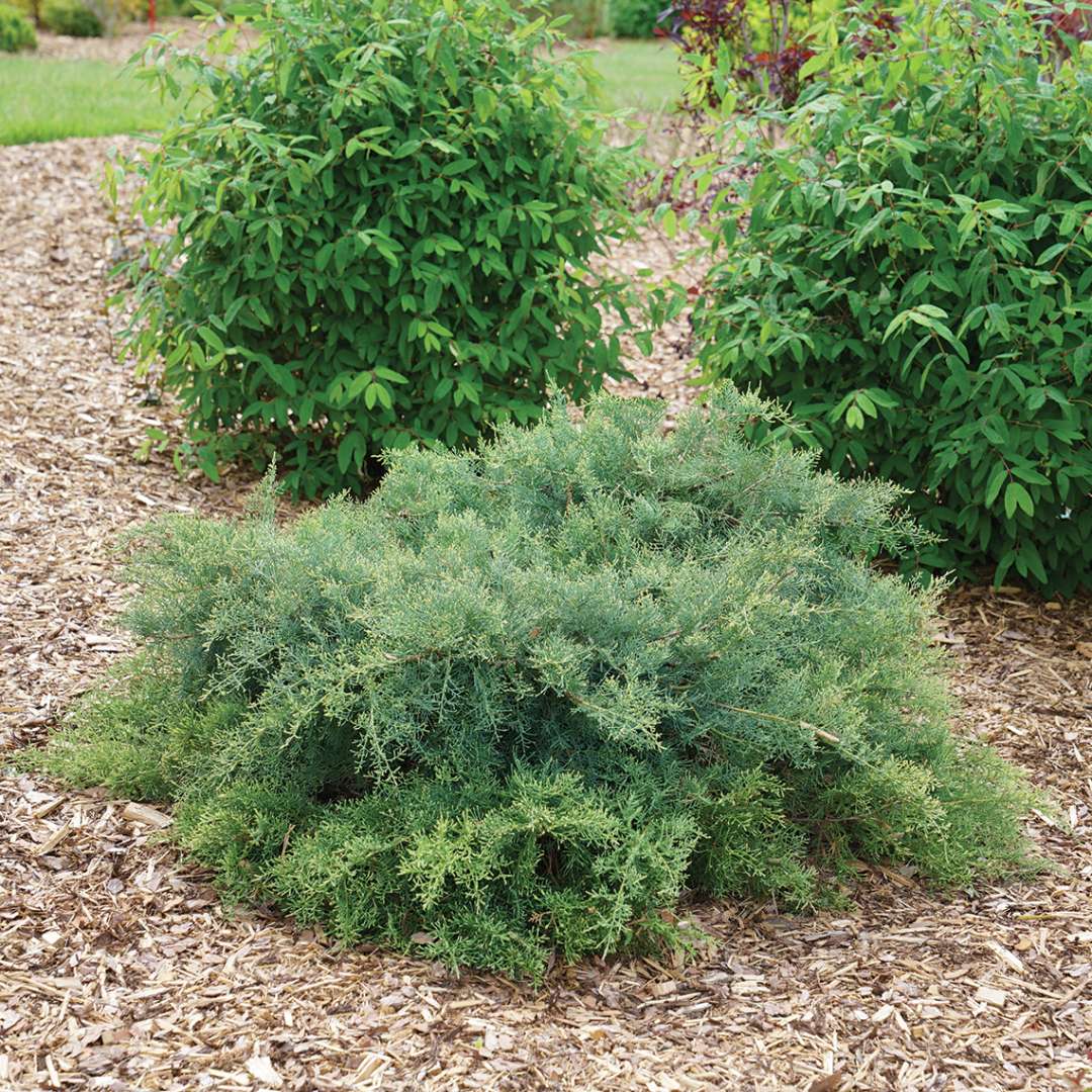 Juniper - MONTANA MOSS