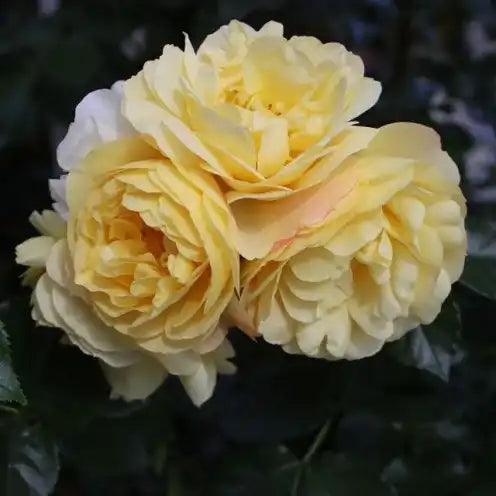 Rose - Lampion