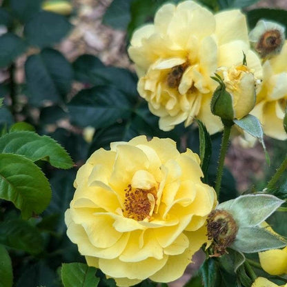 Rose - Proven Winners Reminiscent Yellow