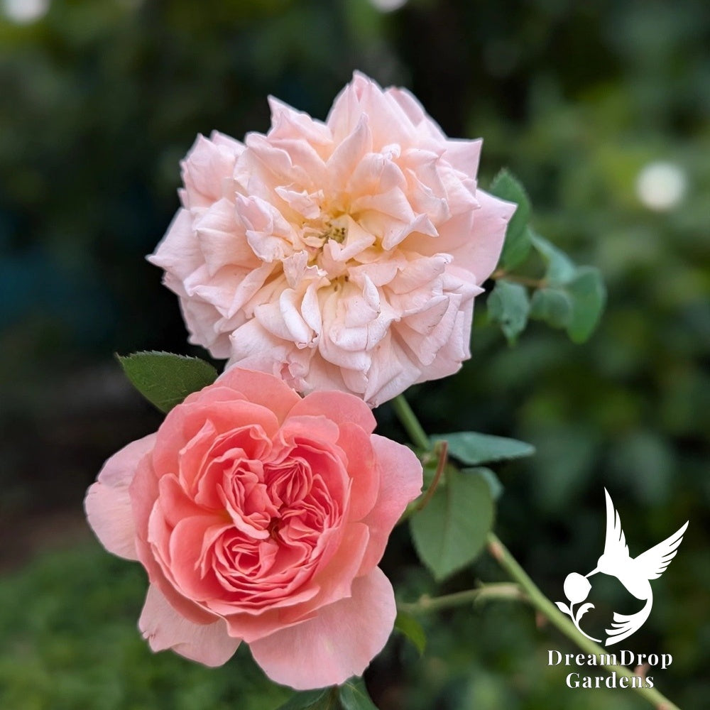Kaori Kazari shrub rose with a pale peach ruffled bloom above a coral-pink cupped bloom