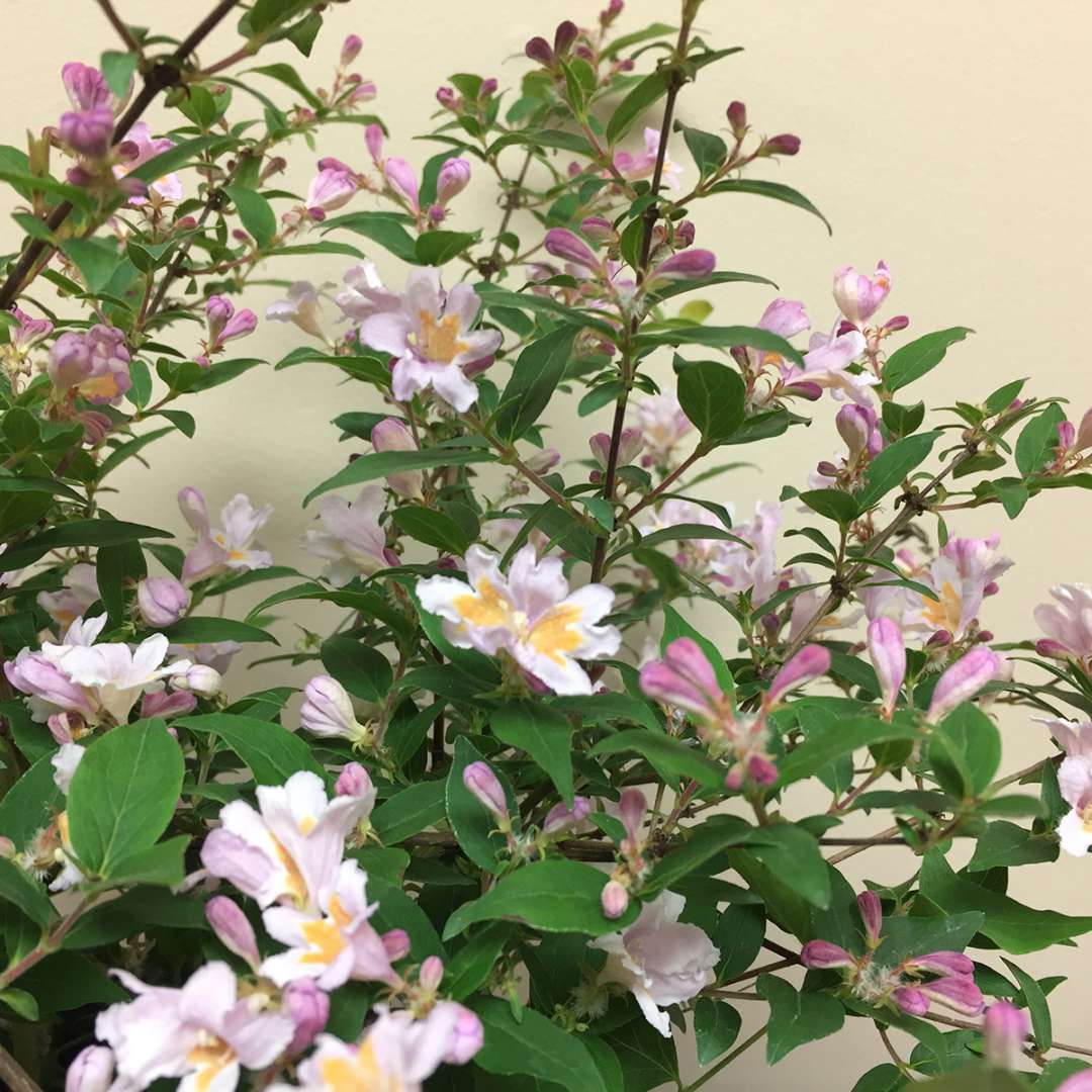 Beautybush - JOLENE JOLENE