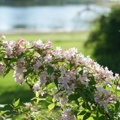 Beautybush - JOLENE JOLENE