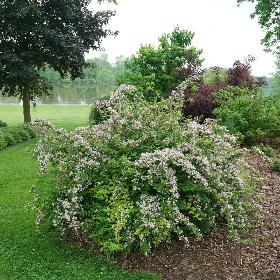 Beautybush - JOLENE JOLENE