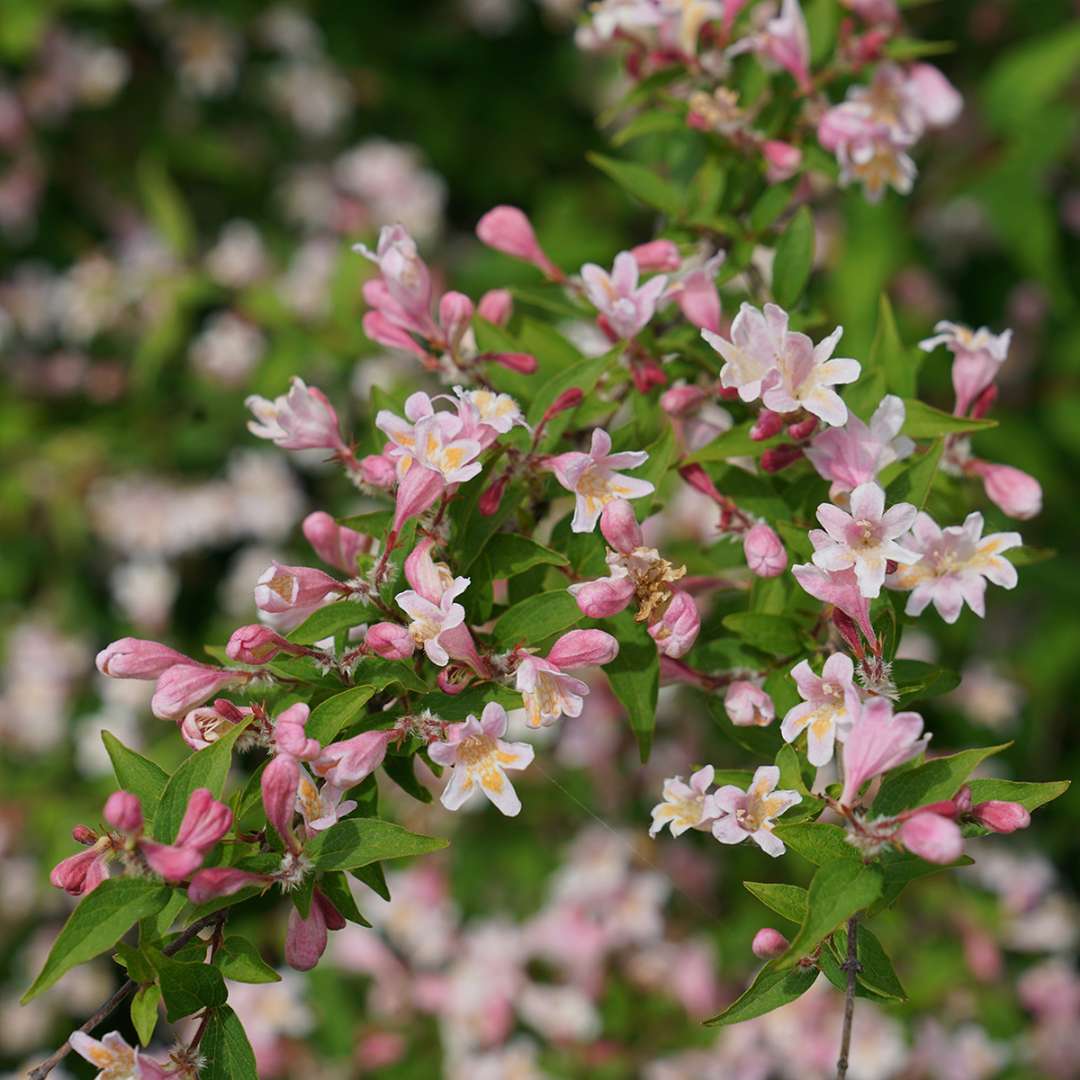 Beautybush - JOLENE JOLENE