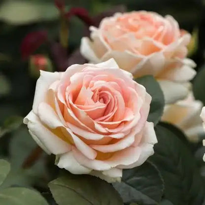 Rose - Lady Capri