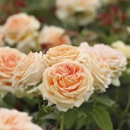 Rose - Lady Capri
