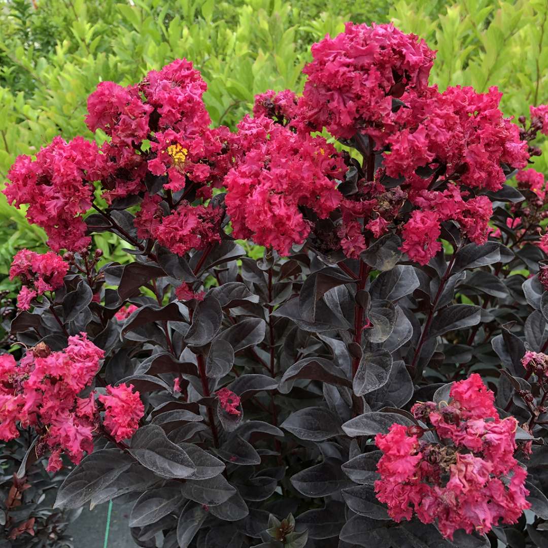 Crapemyrtle - CENTER STAGE Pink