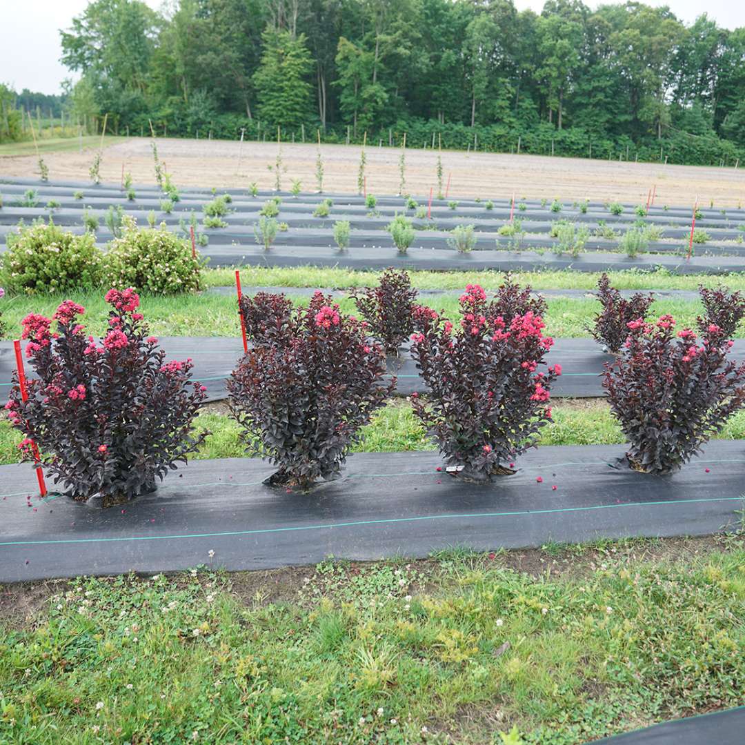 Crapemyrtle - CENTER STAGE Pink
