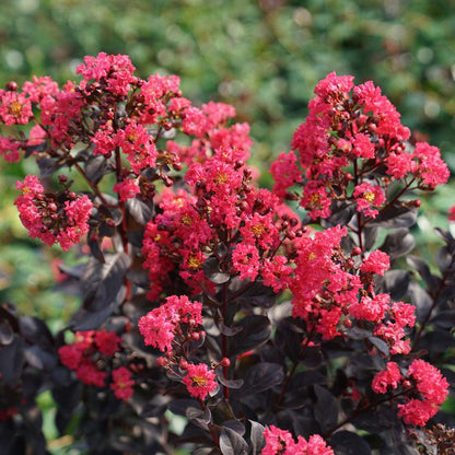 Crapemyrtle - CENTER STAGE Pink