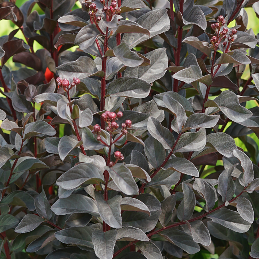 Crapemyrtle - CENTER STAGE Pink