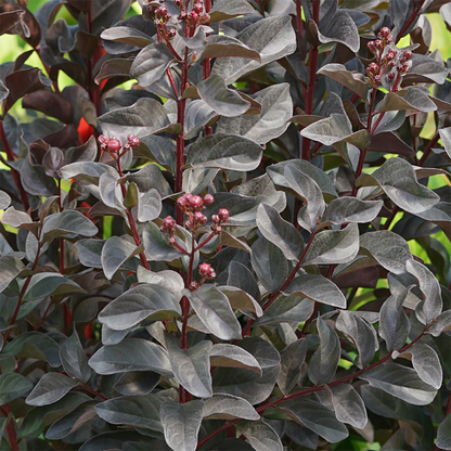 Crapemyrtle - CENTER STAGE Pink