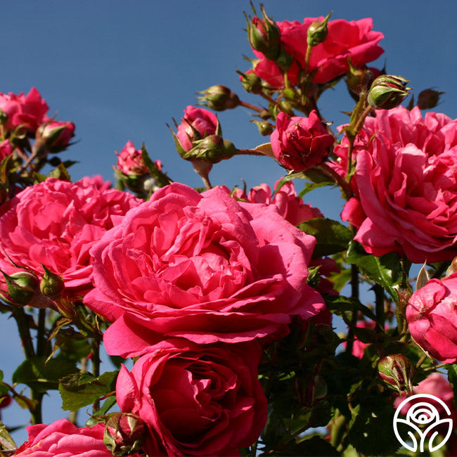 Garden Rose - Arborose Laguna