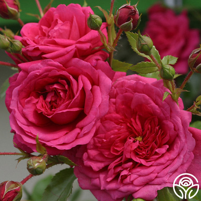 Garden Rose - Arborose Laguna
