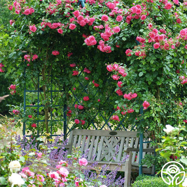 Garden Rose - Arborose Laguna