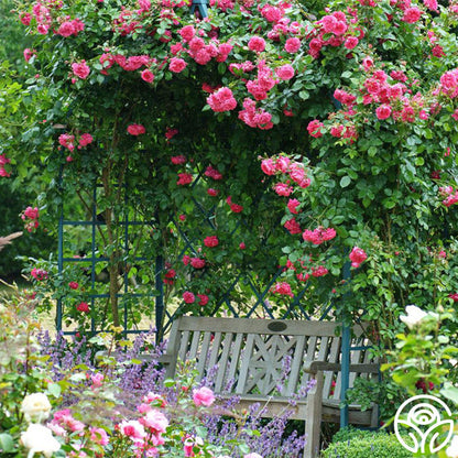 Garden Rose - Arborose Laguna