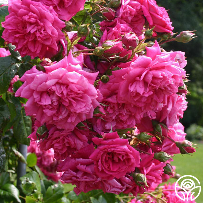 Garden Rose - Arborose Laguna