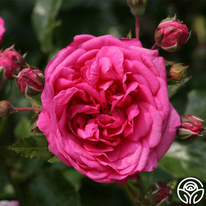 Garden Rose - Arborose Laguna