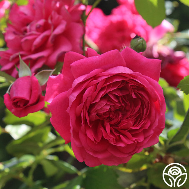Garden Rose - Arborose Laguna