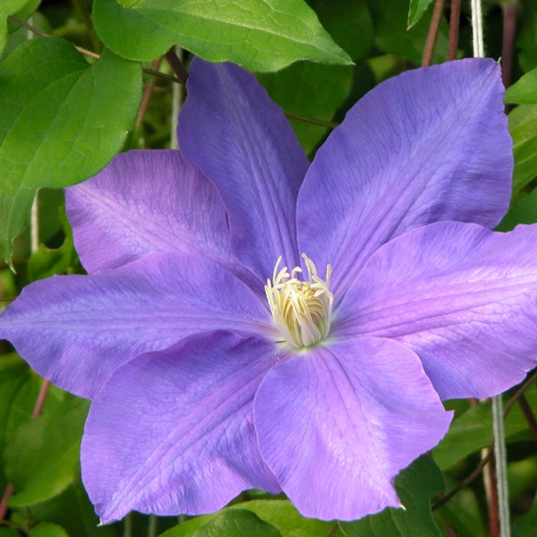 Clematis - Lasurstern