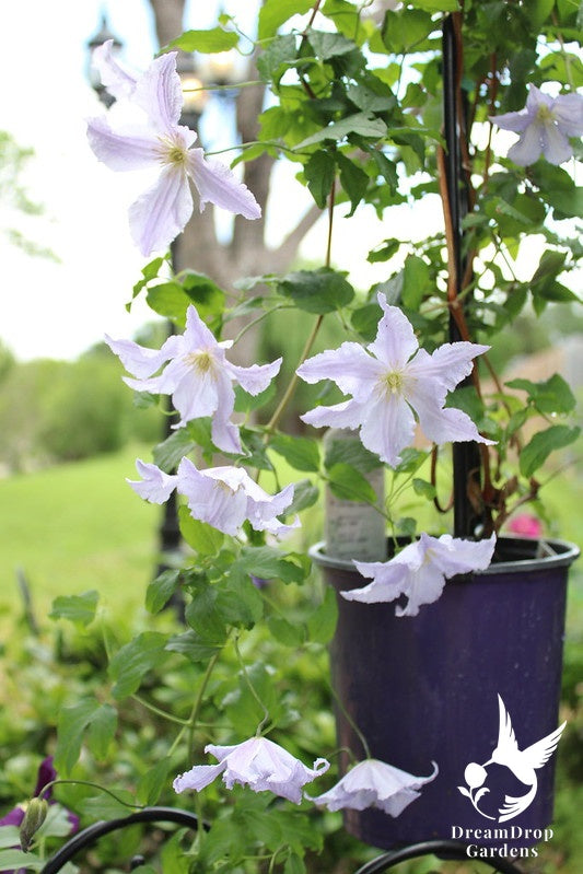 Clematis 'Blue Angel' - Great as Cut Flower