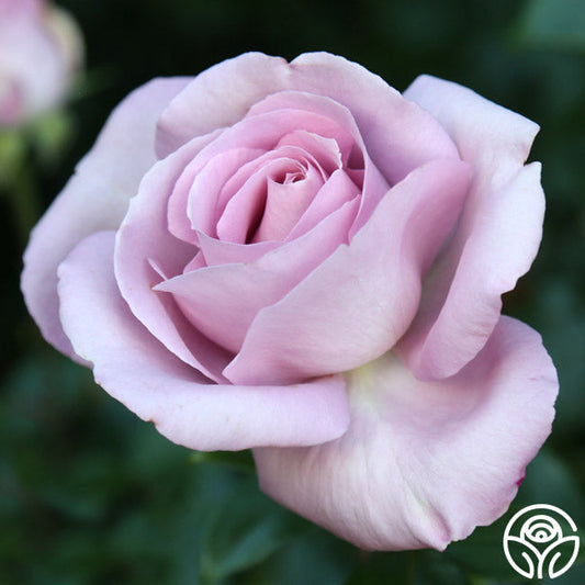 Rose - Le Petit Prince