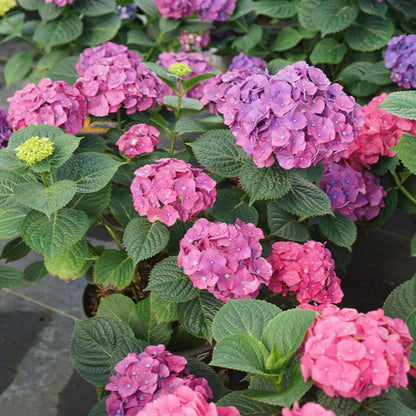 Hydrangea - Reblooming - LET’S DANCE BIG BAND