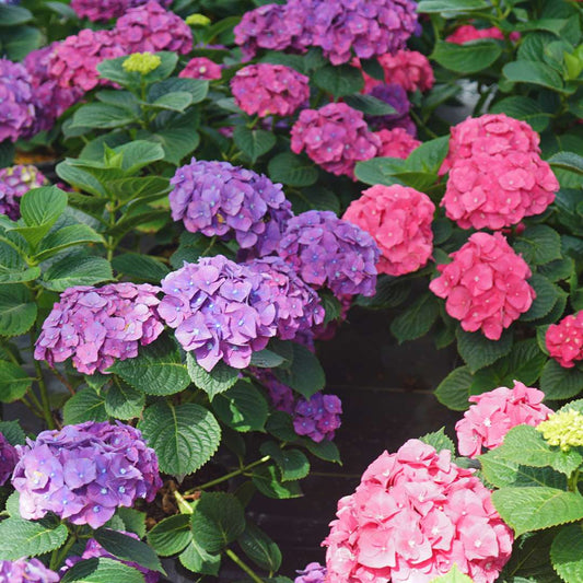 Hydrangea - Reblooming - LET’S DANCE BIG BAND