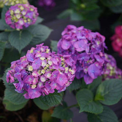 Hydrangea - Reblooming - LET’S DANCE BIG BAND