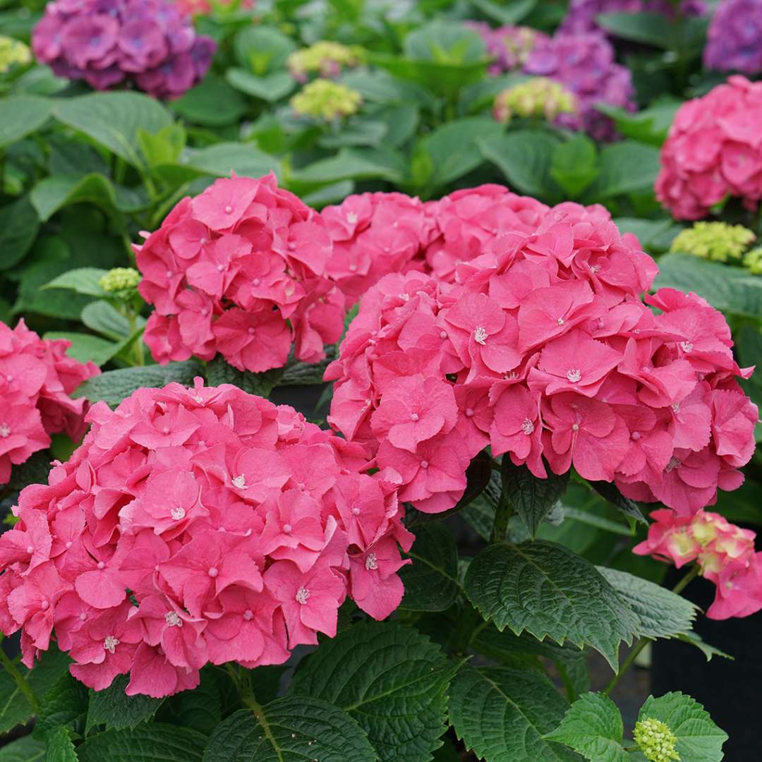 Hydrangea - Reblooming - LET’S DANCE BIG BAND