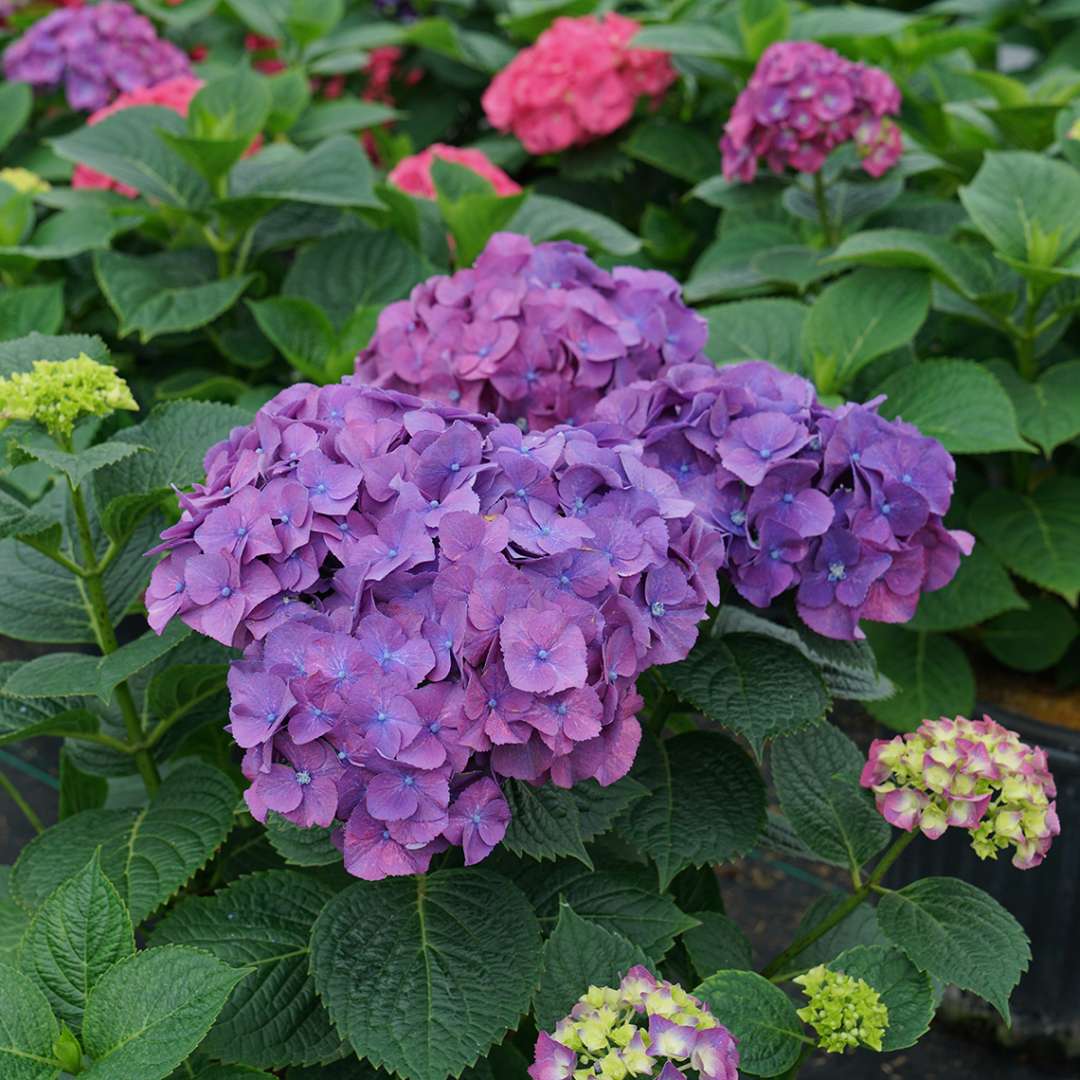 Hydrangea - Reblooming - LET’S DANCE BIG BAND