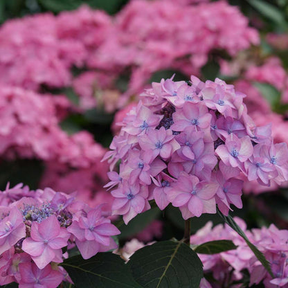 Hydrangea - Reblooming - LET’S DANCE CAN DO!