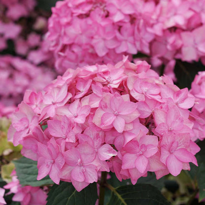 Hydrangea - Reblooming - LET’S DANCE CAN DO!