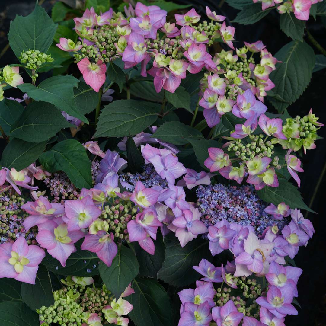 Hydrangea - Reblooming - LET’S DANCE CAN DO!