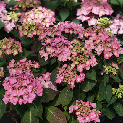 Hydrangea - Reblooming - LET’S DANCE CAN DO!
