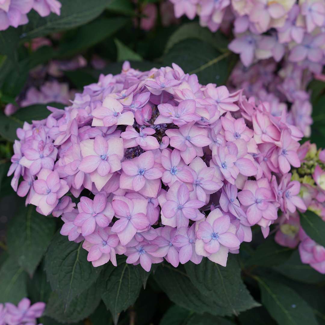 Hydrangea - Reblooming - LET’S DANCE CAN DO!