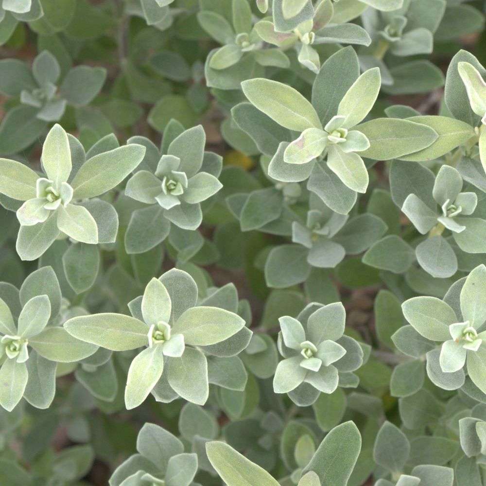 Texas Sage - TRAILBLAZER SILVER