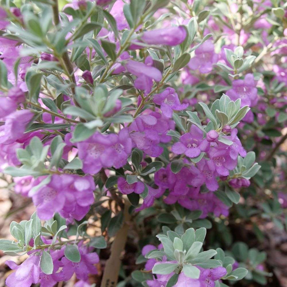 Texas Sage - TRAILBLAZER SILVER