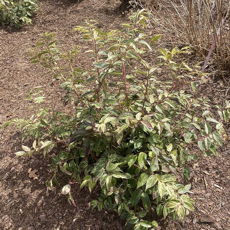Doghobble, fetterbush, leucothoe - PAISLEY PUP