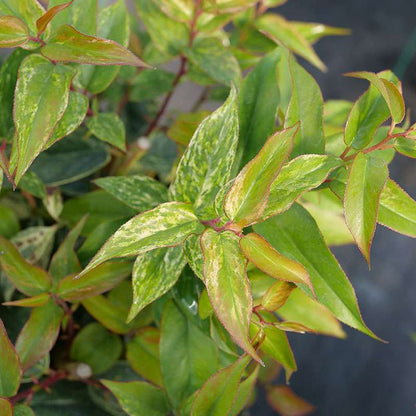 Doghobble, fetterbush, leucothoe - PAISLEY PUP