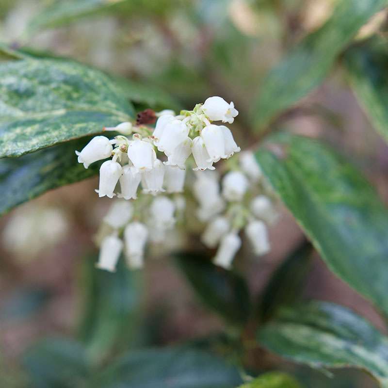Doghobble, fetterbush, leucothoe - PAISLEY PUP