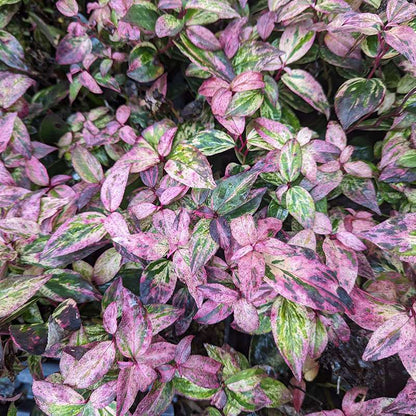 Doghobble, fetterbush, leucothoe - PAISLEY PUP