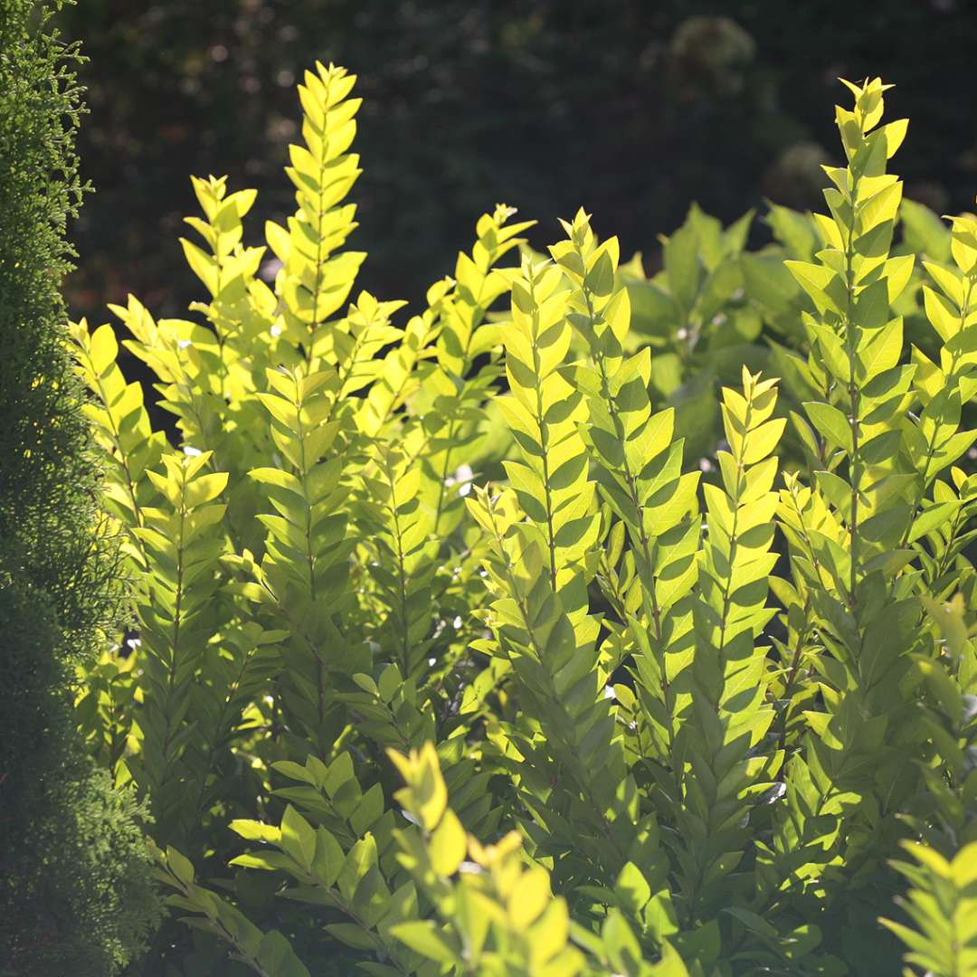 Privet - GOLDEN TICKET