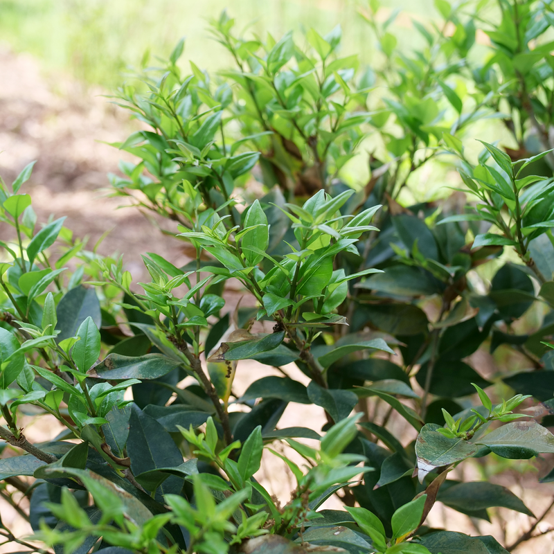 Japanese Privet - KINDLY