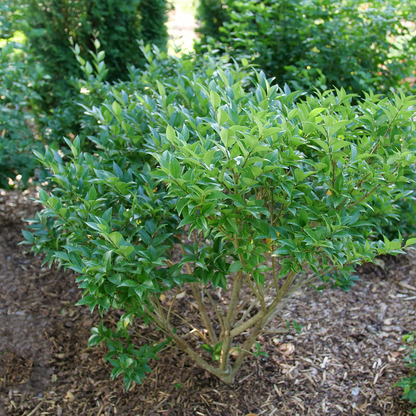 Japanese Privet - KINDLY